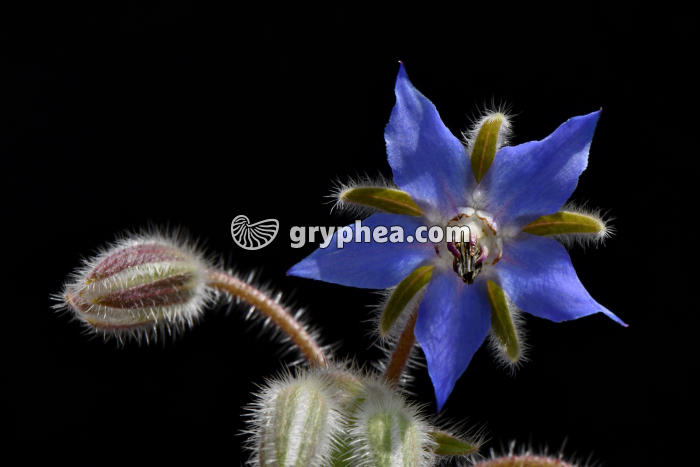 Bourrache officinale - fleur épanouie (Borago officinalis) - gryphea.org